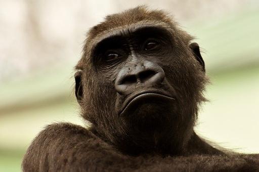 В зоопарке США у горилл выявили новый коронавирус