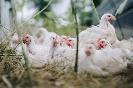 Ученые предлагают птицеводам заменить антибиотик бетулином