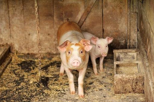 Новые ветправила по классической чуме свиней вступят в силу c марта 2021 года