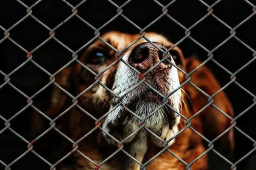 Генпрокуратура выявила 9,2 тысячи нарушений в сфере защиты животных