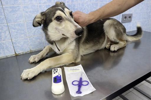 Московские ветврачи напомнили об обязательной регистрации домашних животных