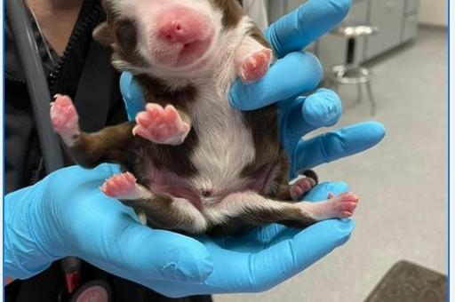 Ветврачи США сообщили о рождении щенка с шестью лапами