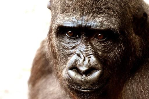 Ветврачи в США вылечили престарелую гориллу от COVID-19