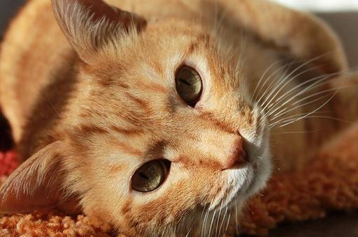 В Латвии впервые выявили новый коронавирус у кошки
