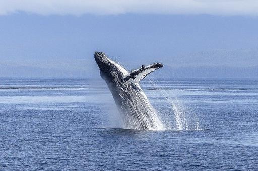 Всемирный день китов отмечается 19 февраля