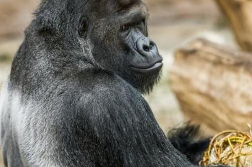 Пражский зоопарк сообщил о выявлении COVID-19 у львов и гориллы
