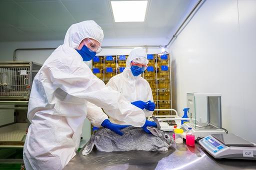 Новую вакцину от вирусных болезней кроликов выпустят на рынок в 2022 году