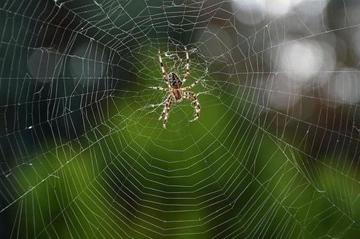 Эксперты назвали причину нашествия пауков в Анапе