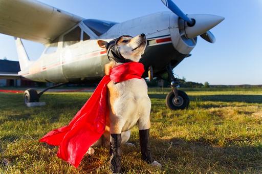Красноярский аэропорт привлек собак для помощи пассажирам с аэрофобией