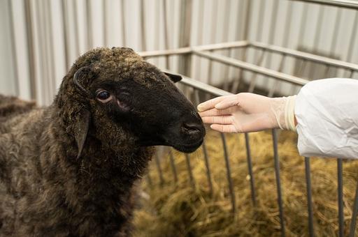 Ученые ВНИИЗЖ получили патент на тест-систему диагностики оспы овец