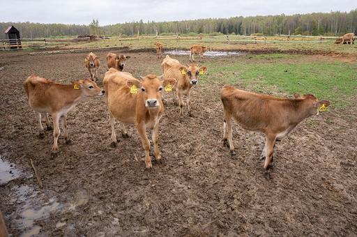 Россия и Нидерланды планируют перейти на электронные ветсертификаты при поставках племенного скота