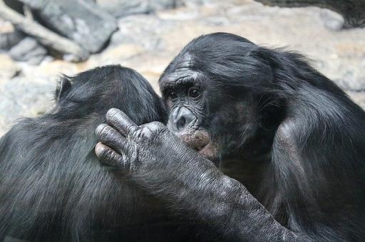 Ученые изучили поведение шимпанзе в случае угрозы