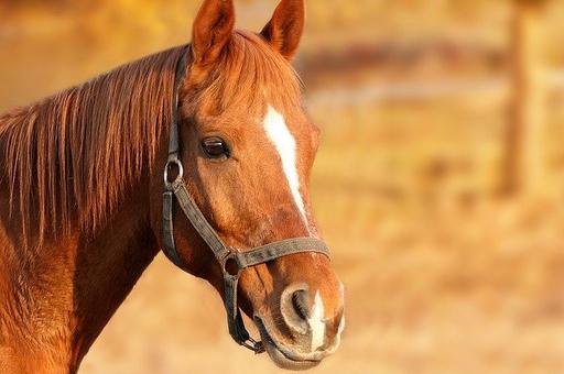 В Испании зарегистрирована вспышка смертельной болезни лошадей