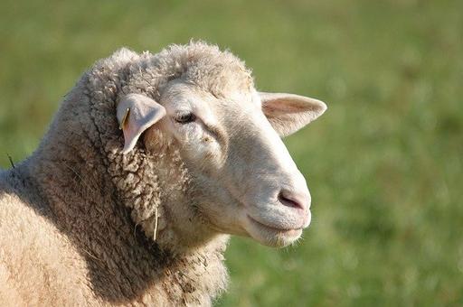 Россия запретила ввоз овец и коз из Таиланда