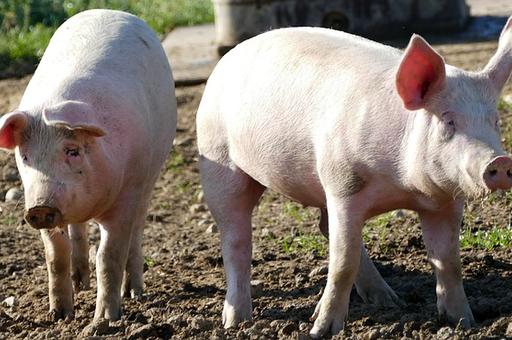 Суд оштрафовал свиноферму в Приморье на полмиллиона рублей