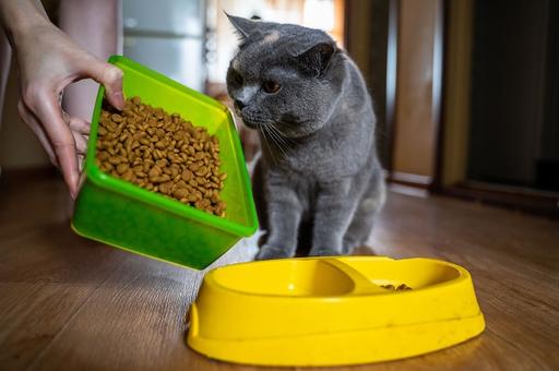 Почему домашние коты «закапывают» еду