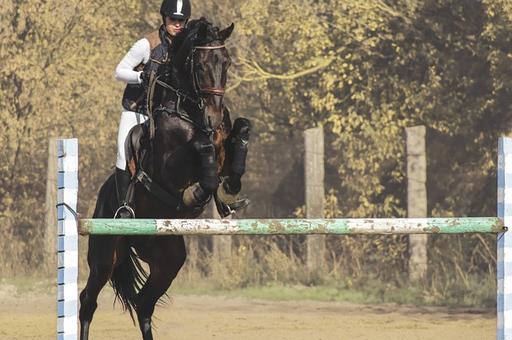 В Европе отменили конные соревнования из-за ринопневмонии