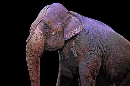 Блогер Варламов призвал бойкотировать цирк с животными после драки слоних