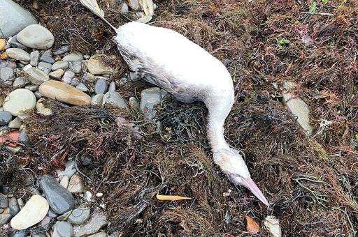 Ветврачи опровергли версию гибели птиц на Черноморском побережье от вируса