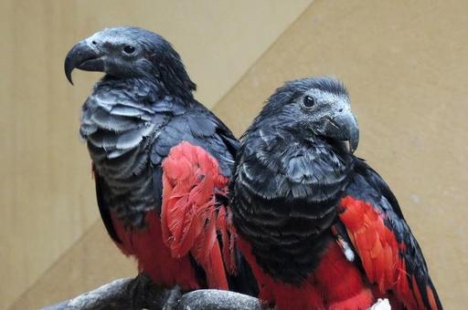 В Московском зоопарке появились редкие орлиные попугаи