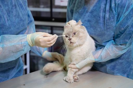 Эксперты: британский штамм SARS-CoV-2 вызывает заболевание сердца у кошек и собак