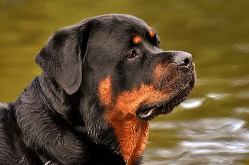 Ученые нашли у собак области генома, повышающие риск развития рака