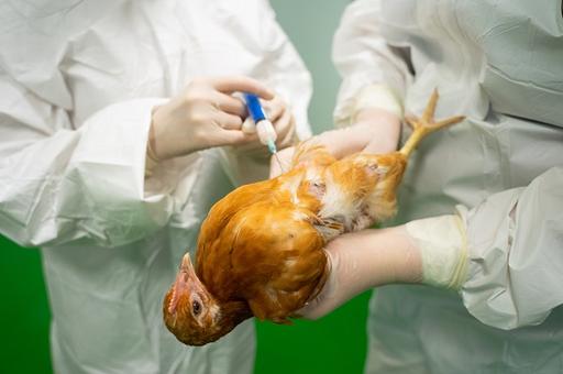 Россельхознадзор: нет необходимости в поголовной вакцинации от гриппа птиц