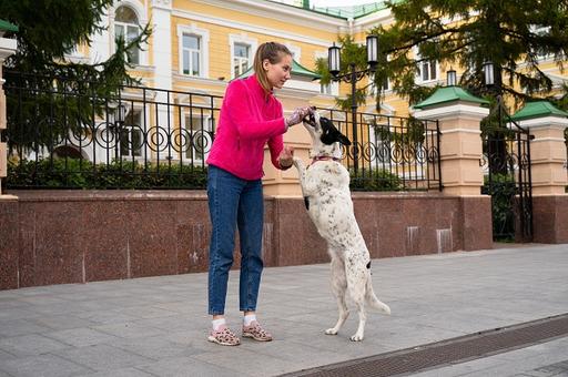 Во сколько обойдется содержание собаки в Москве