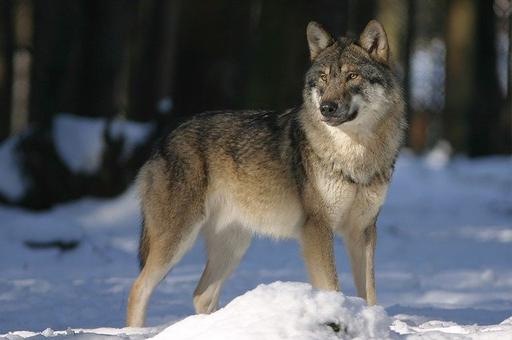 Германия занялась вопросом мирного сосуществования волков и овец