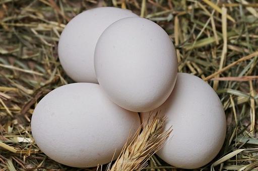 Россельхознадзор предлагает локализовать производство инкубационного яйца в РФ
