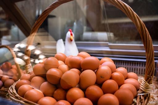 Россельхознадзор отмечает перераспределение объемов ввоза импортного инкубационного яйца