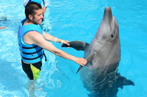 Безопасность купания с дельфинами регулирует новый СанПиН