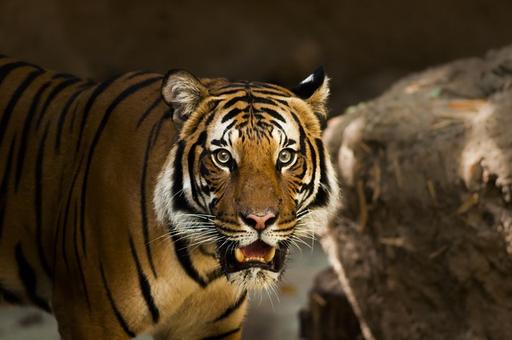 Китайские фермеры устроили погоню за краснокнижным тигром