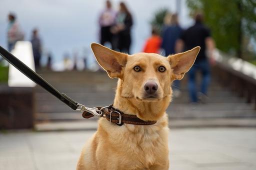 В России проходит онлайн-выставка собак
