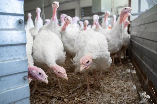 Великобритания сократила применение антибиотиков в птицеводстве