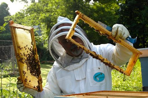 Госдума предлагает разделить пчеловодов на любителей и профессионалов
