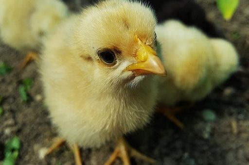 Ученые нашли способ определять пол будущего цыпленка в оплодотворенном яйце