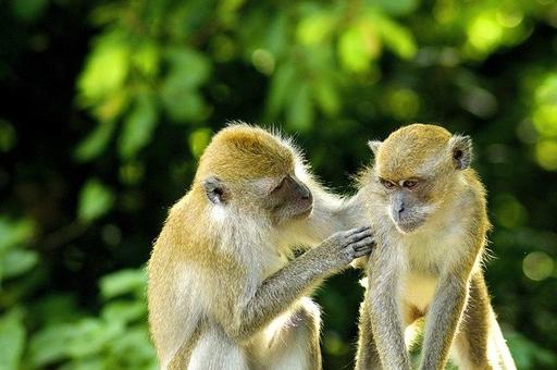 Исследование: больные обезьяны держат социальную дистанцию