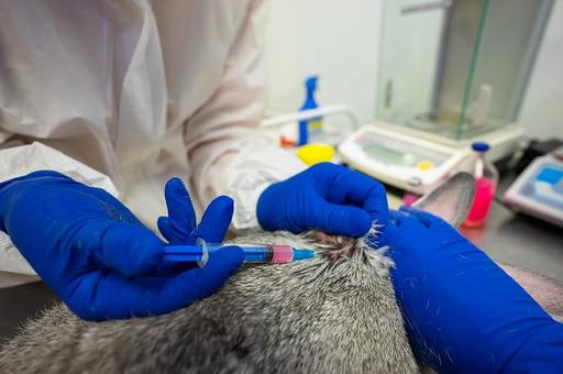 Польша намерена привить норок от COVID-19 российской вакциной «Карнивак-Ков»