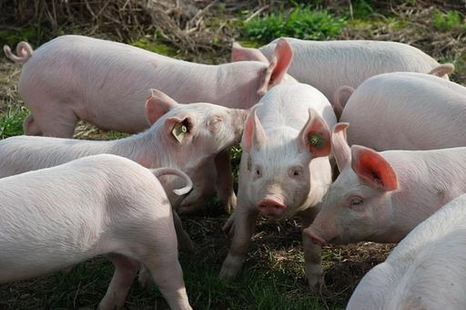 Дыры в биозащите: почему не соблюдаются ветправила по предупреждению африканской чумы свиней