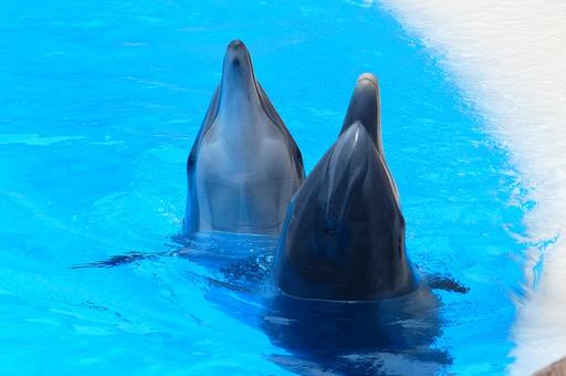 Кабмин рассмотрел законопроект о запрете добычи китов и дельфинов