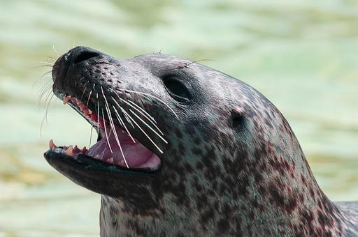 Ученые подсчитали количество каспийских тюленей