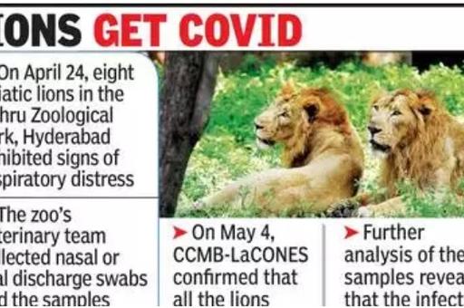 Индия сообщила о заражении львов COVID-19 в зоопарке