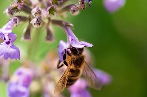 Закон о пчеловодстве вступает в силу в России