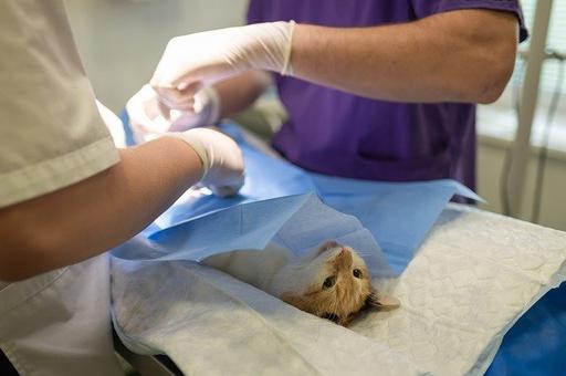 Запрет на калечащие операции животным Госдума рассмотрит в июне