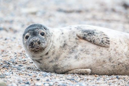 Новую охраняемую территорию для морских млекопитающих создадут на Камчатке