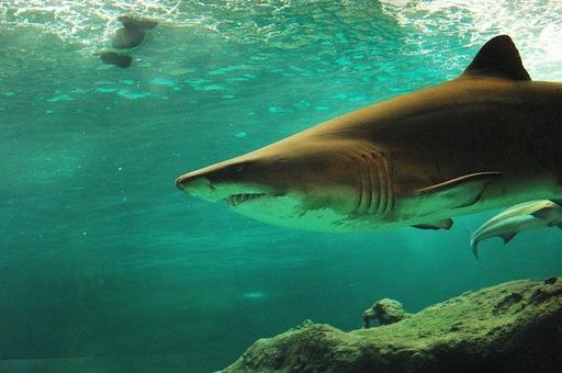 Морские биологи в Малайзии выявили необычную кожную болезнь у белых рифовых акул