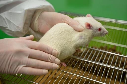 Китайские ученые доказали на крысах возможность мужской беременности