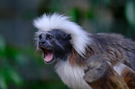 Ученые выяснили, что обезьяны меняют «акцент» на территории другого вида