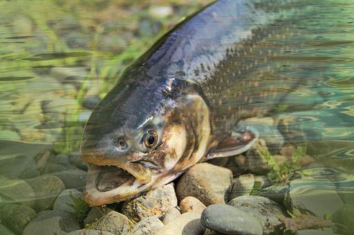 Чешские ученые установили возможность наркозависимости у рыб